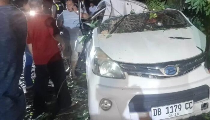 Jelang Idulfitri, Pohon Rawan Tumbang Jadi Keresahan, DLH Diminta Bertindak Cepat