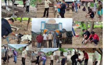 Dinas Pertanian Sikka Gencar Tangani Wabah Scabies pada Ternak Kambing Penanganan wabah scabies pada ternak kambing oleh dinas pertanian sikka