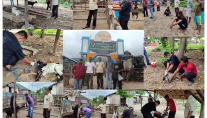 Dinas Pertanian Sikka Gencar Tangani Wabah Scabies pada Ternak Kambing