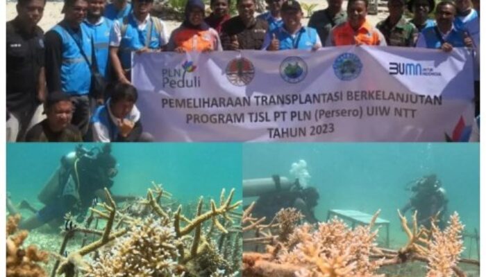 Maumere Diver Community Gencarkan Transplantasi Terumbu Karang untuk Selamatkan Laut