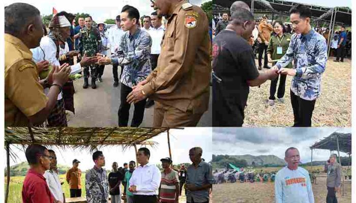 Percepat Swasembada Pangan, Wapres Gibran Turun ke Sawah Dengarkan Keluh Kesah Petani Sikka