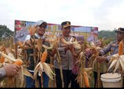Bukan Cuma Jaga Hukum, Polres Lubuk Linggau Juga Panen Jagung Demi Ketahanan Pangan!