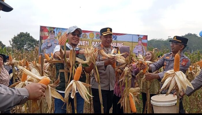 Bukan Cuma Jaga Hukum, Polres Lubuk Linggau Juga Panen Jagung Demi Ketahanan Pangan!