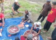 Idul Adha 2025 di Sikka: Hewan Kurban Menurun, Hanya 97 Sapi dan 34 Kambing yang Dilaporkan