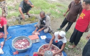 Fhoto suasana penyembelihan dan pembungkusan daging korban saat idul adha di kabupaten sikka
