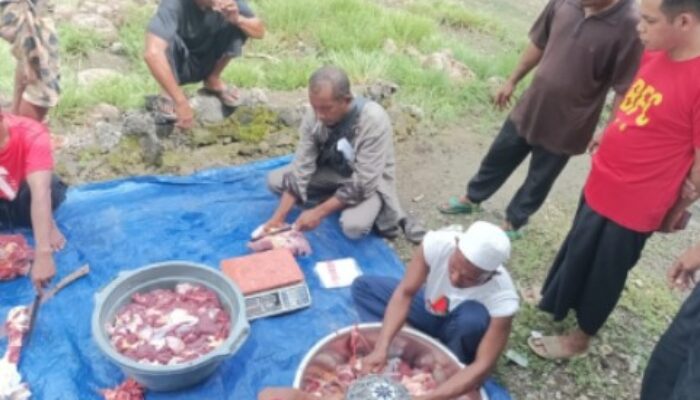 Idul Adha 2025 di Sikka: Hewan Kurban Menurun, Hanya 97 Sapi dan 34 Kambing yang Dilaporkan