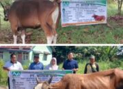 Tak Hanya Untung, PT Musim Mas Tebar 23 Hewan Kurban: Warga dan Karyawan Ikut Kebagian!
