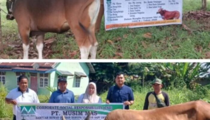 Tak Hanya Untung, PT Musim Mas Tebar 23 Hewan Kurban: Warga dan Karyawan Ikut Kebagian!