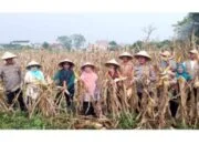 Panen Raya Jagung Hibrida Polsek Rajeg: Wujud Nyata Dukung Ketahanan Pangan Nasional