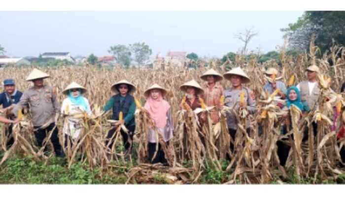 Panen Raya Jagung Hibrida Polsek Rajeg: Wujud Nyata Dukung Ketahanan Pangan Nasional