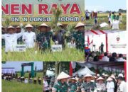 Dukung Swasembada Pangan, Panglima TNI Panen Raya Padi 80 Hektar di Deli Serdang