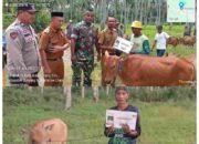 Menyentuh Hati! Pemdes Bohabak 4 Serahkan 15 Ekor Sapi dari Dana Desa untuk Warga Tiga Dusun