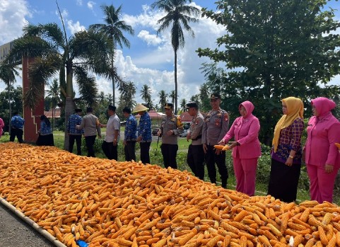 Panen Jagung ASTACITA Polres Soppeng di Lilirilau: Dari Lahan Institusi Menuju Ketahanan Pangan Berkelanjutan