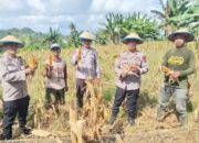 Panen Raya Jagung di Cempalagi, Polsek Tempe Wujudkan Asta Cita Presiden