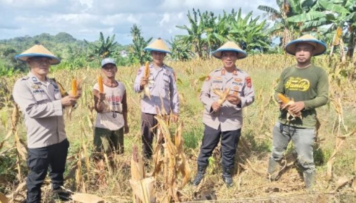 Panen Raya Jagung di Cempalagi, Polsek Tempe Wujudkan Asta Cita Presiden