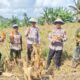 Panen Raya Jagung , Polsek Tempe Wujudkan Asta Cita Presiden