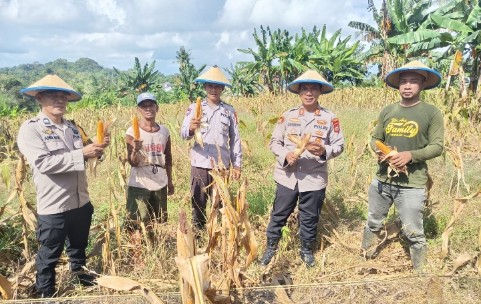 Panen Raya Jagung , Polsek Tempe Wujudkan Asta Cita Presiden