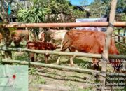 Panen Pedet di Kampung Sapi: Inovasi Peternakan Bulukumba Berbuah Manis