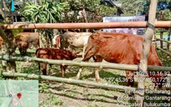 Panen Pedet di Kampung Sapi: Inovasi Peternakan Bulukumba Berbuah Manis Inovasi Peternakan Bulukumba Berbuah Manis