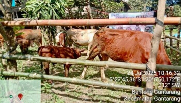 Panen Pedet di Kampung Sapi: Inovasi Peternakan Bulukumba Berbuah Manis