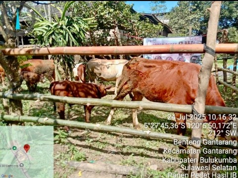 Inovasi Peternakan Bulukumba Berbuah Manis