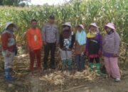Polsek Tempe Panen Jagung Bersama Warga: Polisi Turun Sawah, Rakyat Tak Lagi Sendiri