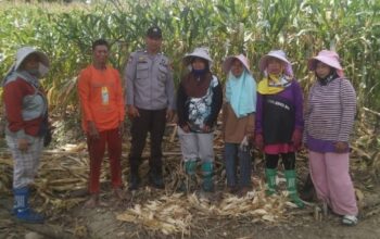 Polsek Tempe Panen Jagung Bersama Warga: Polisi Turun Sawah, Rakyat Tak Lagi Sendiri Polisi Turun Sawah, Rakyat Tak Lagi Sendiri