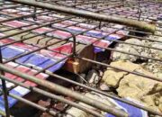 Jembatan Pangeran Hidayat Ketapang Disorot: Diduga Tak Sesuai Kontrak, Siapa yang Dirugikan?