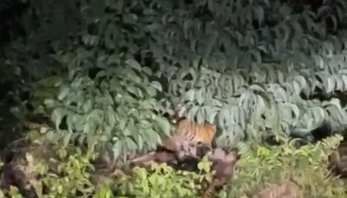 Induk dan Anak Harimau Muncul Dekat SDN 016 Teluk Naga Pelalawan, Orang Tua Murid Cemas BKSDA Diminta Bertindak