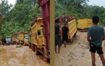 Truk angkutan buah kelapa sawit melintas di ruas Jalan Kekurak–Mahawa Kecamatan Tumbang Titi Kabupaten Ketapang yang rusak parah dan berlumpur