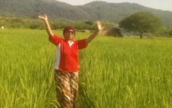 Gita janda tangguh dari Kupang mengolah sawah untuk menghidupi tiga anaknya