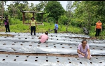 Sejumlah perempuan di Kupang melakukan kegiatan pelestarian lingkungan, menunjukkan kepedulian dan peran mereka dalam keberlanjutan ekologis