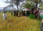 Ketahanan Pangan Diperkuat di Bengkayang: Kelompok Tani Sei Pajan Panen Ampari 32 di Sebalo, Seberapa Besar Dampaknya?