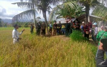panen padi ampari 32 kelompok tani sei pajan di kelurahan sebalo kabupaten bengkayang kalimantan barat