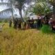 panen padi ampari 32 kelompok tani sei pajan di kelurahan sebalo kabupaten bengkayang kalimantan barat