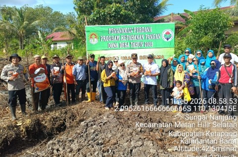 Kapolsek Matan Hilir Selatan AKP Jumadi Hutabarat bersama Pemerintah Desa Sungai Nanjung menanam jagung hibrida di lahan desa untuk mendukung ketahanan pangan di Ketapang.