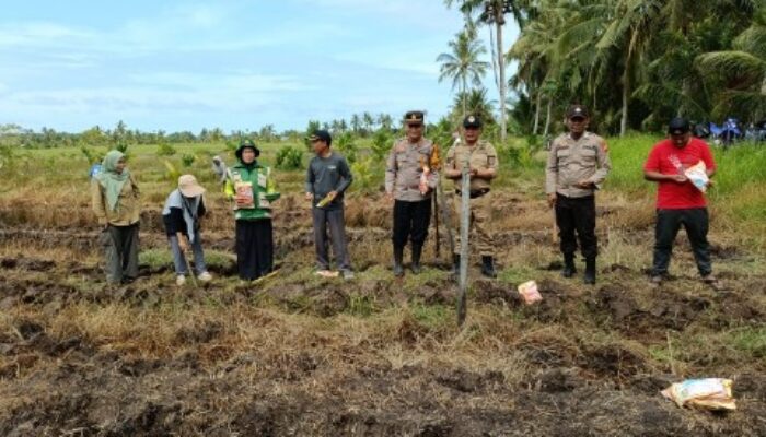 Penanaman Jagung Hibrida di Ketapang: Sinergi Polri dan Petani Perkuat Ketahanan Pangan Nasional