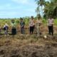 Penanaman Jagung Hibrida di Ketapang: Sinergi Polri dan Petani Perkuat Ketahanan Pangan Nasional