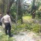 GAK PAKAI LAMA! Pohon Tumbang Tutup Jalan di Benteng Jaya, Personel Pos Pam 2 Sei Bejangkar Langsung “Sikat” Habis