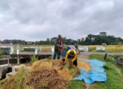 Babinsa Turun ke Sawah Dampingi Petani di Ponorogo : Strategi Nyata Perkuat Ketahanan Pangan, Seberapa Efektif?