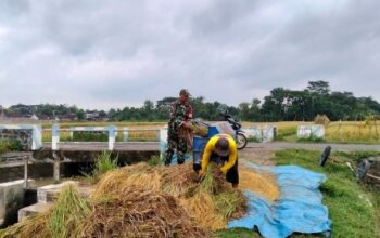 Babinsa Ponorogo bantu petani panen padi ketahanan pangan