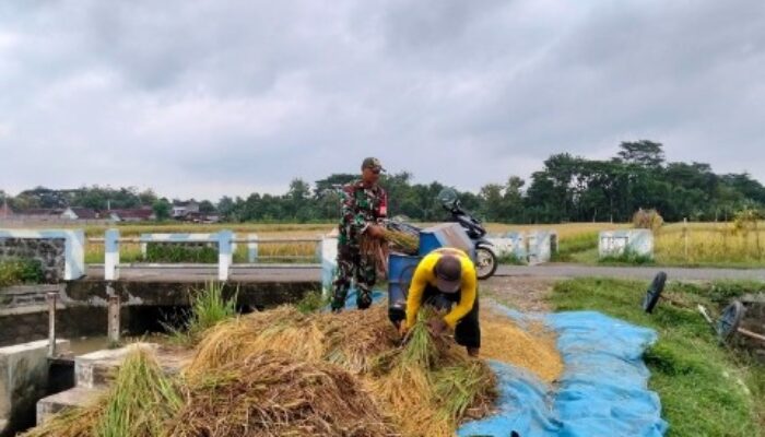 Babinsa Turun ke Sawah Dampingi Petani di Ponorogo : Strategi Nyata Perkuat Ketahanan Pangan, Seberapa Efektif?