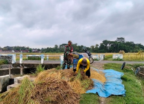 Babinsa Ponorogo bantu petani panen padi ketahanan pangan
