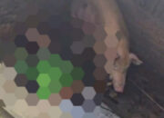 Driver Ojol Tewas Terpental ke Kandang Babi Warga Desak Perlintasan Segera Diamankan