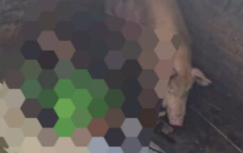 Driver Ojol Tewas Terpental ke Kandang Babi Warga Desak Perlintasan Segera Diamankan