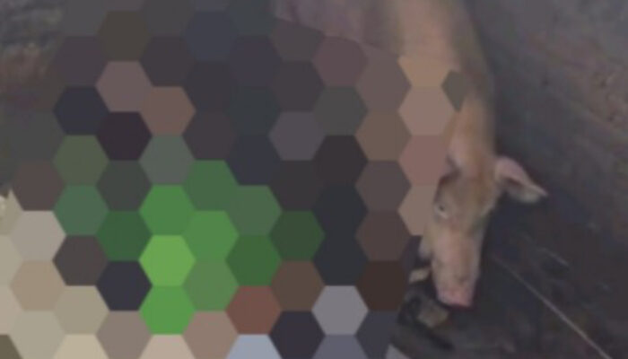 Driver Ojol Tewas Terpental ke Kandang Babi Warga Desak Perlintasan Segera Diamankan