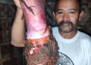 Nasional, Cilacap |Inovasi Petani Majenang: Talas Ungu Langka Dibudidayakan, Peluang Ekonomi Baru?