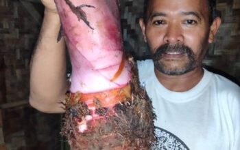 Nasional, Cilacap |Inovasi Petani Majenang: Talas Ungu Langka Dibudidayakan, Peluang Ekonomi Baru?