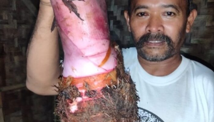 Nasional, Cilacap |Inovasi Petani Majenang: Talas Ungu Langka Dibudidayakan, Peluang Ekonomi Baru?