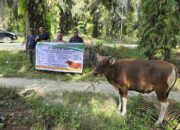 Nasional | Sambut Idul Adha 1447 H, PT Musim Mas Salurkan 22 Ekor Sapi Qurban untuk Desa dan Pekerja di Pelalawan